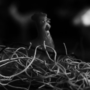 blanco y negro